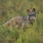 Archivo - Un lobo ibérico en un paisaje verde.
