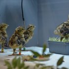 Pollos de urogallo cantábrico criados en el centro de Valsemana (León).