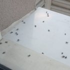 Plaga de moscas en el barrio burgalés de Villafría.
