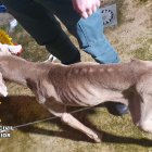 Imagen de un perro rescatado por los agentes del Seprona.