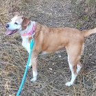 Imagen de Abril difundida por Vanessa, su adoptante, y Proanbur tras su desaparición.