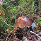 Ejemplar de boletus edulis en los montes de Soria.