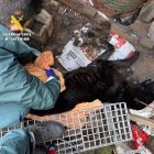 Imagen de uno de los animales.