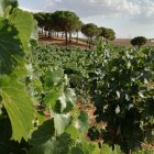 Archivo - Viñedo.