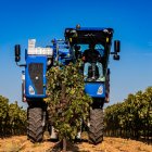 El sector vitivinícola es punta de lanza en Burgos, y en toda Castilla y León, gracias al empuje de denominaciones de Origen como Ribera del Duero.