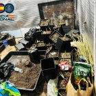 Imagen de la plantación de marihuana.