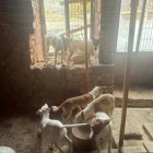 Imagen de los animales rescatados.