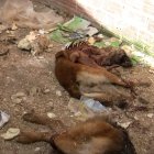 La Guardia Civil durante el desmantelamiento del 'criadero de los horrores'.