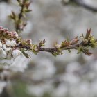 Los cerezos de Caderechas atraen cada año a miles de visitantes a esta zona de La Bureba.