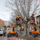 Labores de poda en la calle Juan de Garay, en la capital burgalesa, en el barrio de San Julián.