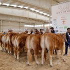 El presidente de la Diputación de Salamanca, Javier Iglesias, inaugura la feria Bovinum 2026.