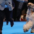 Más de 2.000 perros de 300 razas convertirán Valladolid en la gran capital canina de Europa del 1 al 3 de mayo.