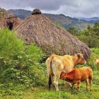 Archivo - Vacas.