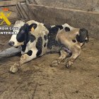 Una de las vacas que viajó en malas condiciones al matadero.