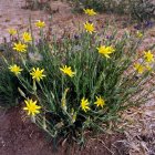 Tragopogon macrorhizus, con flores amarillas, en una parcela de la capital burgalesa.