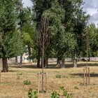 Árboles nuevos de El Parral que se han secado.
