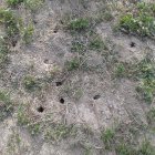 Archivo - Plaga de topillos.