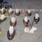 Imagen de las cabezas recuperadas.