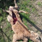 ASAJA denuncia nuevos ataques de lobo con nueve animales muertos en una explotación de Ledesma (Salamanca).