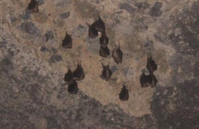 Imagen previa al tapiado del túnel de los murciélagos