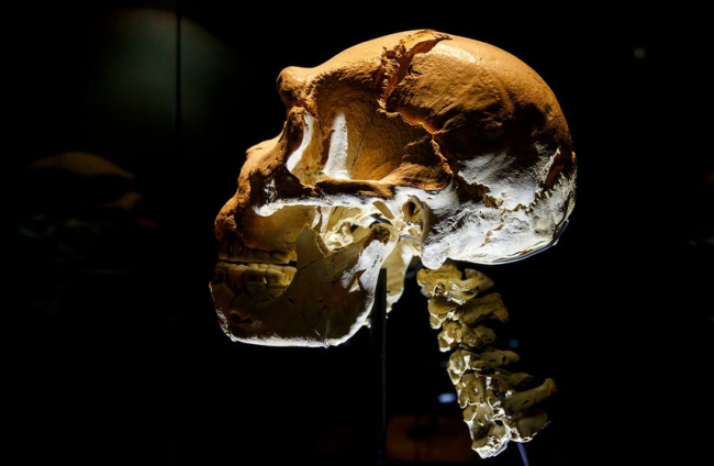 Cráneo 5 expuesto en el Museo de la Evolución al que antes del verano pasado se le añadió el cuello. SANTI OTERO