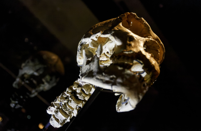 Tras 20 años de trabajo de análisis y reconstrucción de piezas, así luce Miguelón con la siete vértebras cervicales en el MEH.  SANTI OTERO