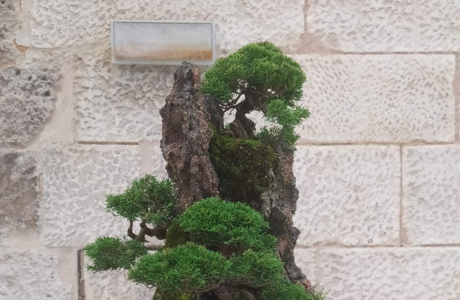 La exposición de bonsáis en Burgos muestra la Plantación en roca de Tomás Martínez.