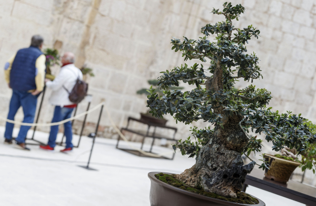 La muestra de bonsáis puede verse en el patio del Monasterio de San Juan hasta el próximo 9 de octubre. SANTI OTERO