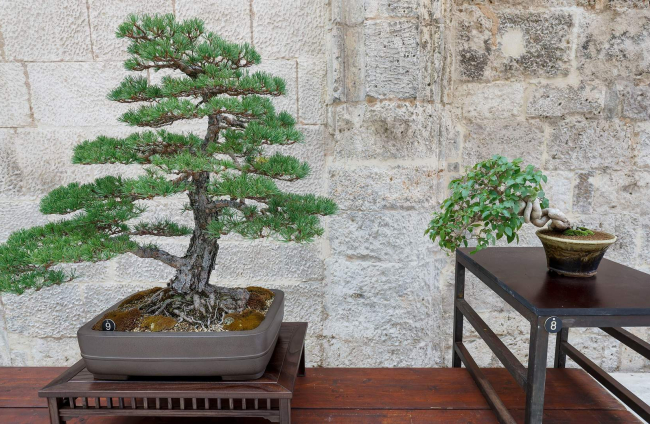 La muestra de bonsáis puede verse en el patio del Monasterio de San Juan hasta el próximo 9 de octubre. SANTI OTERO