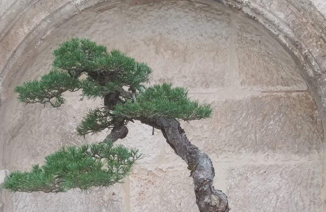 La muestra de bonsáis incluye este Pino Silvestre de Marcos Ausín.