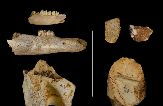 Piezas extraídas en el yacimiento de Galería de Atapuerca esta campaña 2022. Son mandíbula de ciervo, otra de caballo junto con un humero (izquierda) y herramientas líticas (derecha). MARÍA DOLORS GUILLÉN (IPHES)