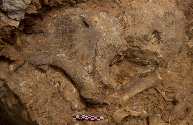 TD-8 es muy rico. Detalle de la acumulación de fósiles de la base del nivel. Aparece una pelvis de rinoceronte en primer plano. ANDREU OLLÉ (IPHES)