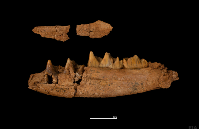 Fragmento de mandíbula de rinoceronte de TD-8 perteneciente a un individuo infantil. MARIA DOLORS GUILLÉN (IPHES)