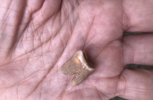 Pieza dental, un molar superior, recuperado en Estatuas Interior. EIA