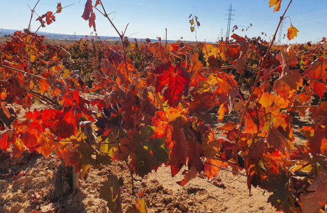 La Ruta del Vino Ribera del Duero es la segunda más visitada de España
