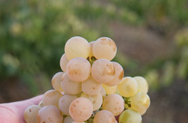 Desde hace tres años el Consejo Regulador se ha abierto a los vinos blancos con la variedad Albillo Mayor,