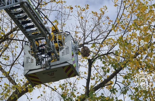Los bomberos de Burgos retiran un nido de vespa velutina. BOMBEROS DE BURGOS