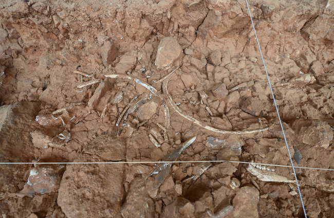En los yacimientos de Atapuerca aparecen cientos de fósiles de fauna, no falla alguno de homínido, y mucha industria. Aparecen así en el yacimientos después de estar cientos de miles de años envueltos en el sedimento. SANTI OTERO