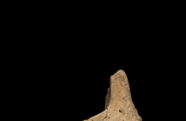 Cara parcial de un homínido hallado en el yacimiento de la Sima del Elefante (sierra de Atapuerca). Foto: María Dolors Guillén / Equipo de Investigación de Atapuerca.
