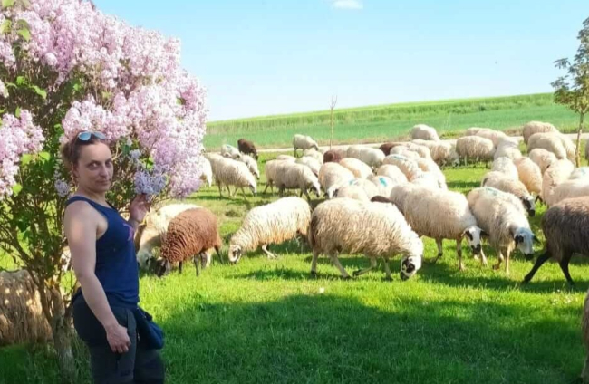 Ella se encarga todos los días de sacar a las ovejas