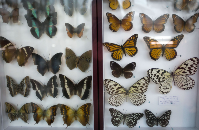 Colección de mariposas donde ya se ha trabajado en la actualización de cartelería y base de datos. Cada uno de los elementos del museo tiene una identificación, fecha, taxonomía que puede cambiar con el paso de los años.