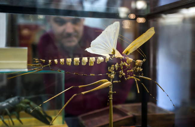 Hay reconstrucciones espectaculares como este insecto.
