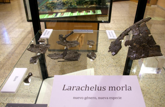 Exposicion de los restos de Larachelus morla, la tortuga descrita en Salas de los Infantes en el Museo de Dinosaurios de Salas.