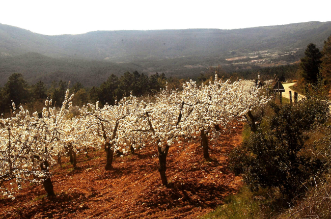 La floración de los cerezos en el Valle de Caderechas ofrece un espectacular panorama a los visitantes que, cada año, acuden a la zona. / GERARDO GONZÁLEZ
