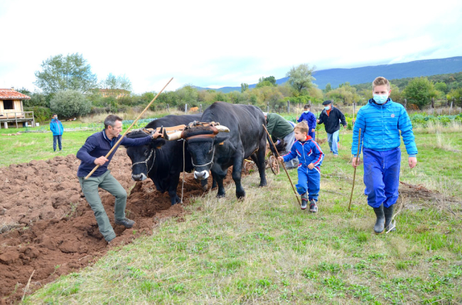 Imagen de una demostración de arado con vacas serranas. R. FERNÁNDEZ