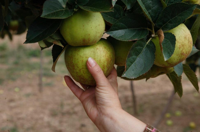 Las manzanas del Valle de las Caderechas se caracterizan por su herrumbre superficial o ‘russeting’.-ECB