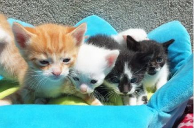 Unos gatitos en adopción en un centro de animales. ECB