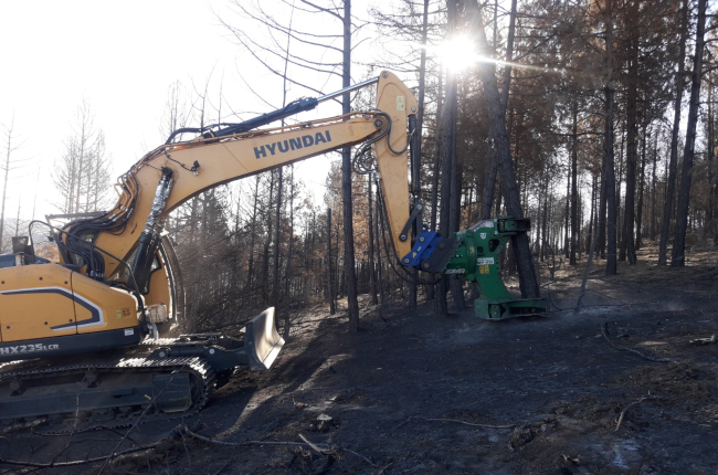 Extracción de madera en la zona afectada por el incendio. JCYL