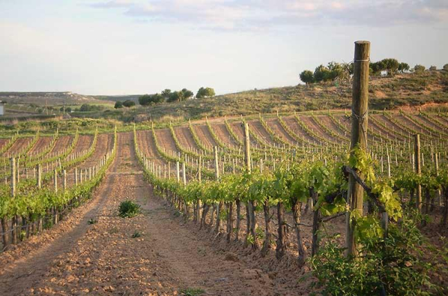 Los viñedos de la Ribera del Duero han arrojado muy buenos rendimientos esta campaña.-L.V.