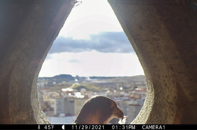 Imagen de un halcón captado por la cámara de foto-trampeo del cajón de la Catedral. ECB